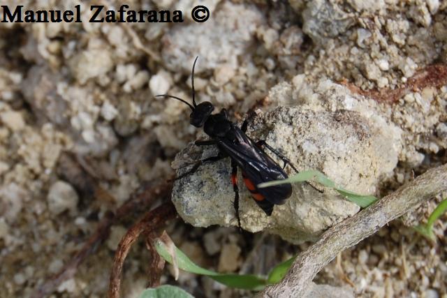 Imenottero rossonero: Pompilidae.